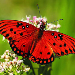 LUPUS – Symptoms, Causes And Lupus Natural Treatment