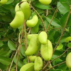 5-HTP - 6 Health Benefits Of 5-HTP Based On Science